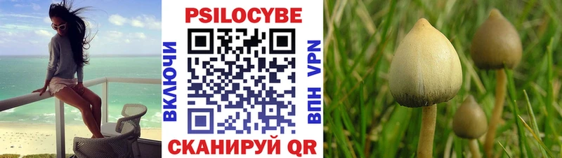 Купить  Шиханы  Псилоцибиновые грибы Cubensis 